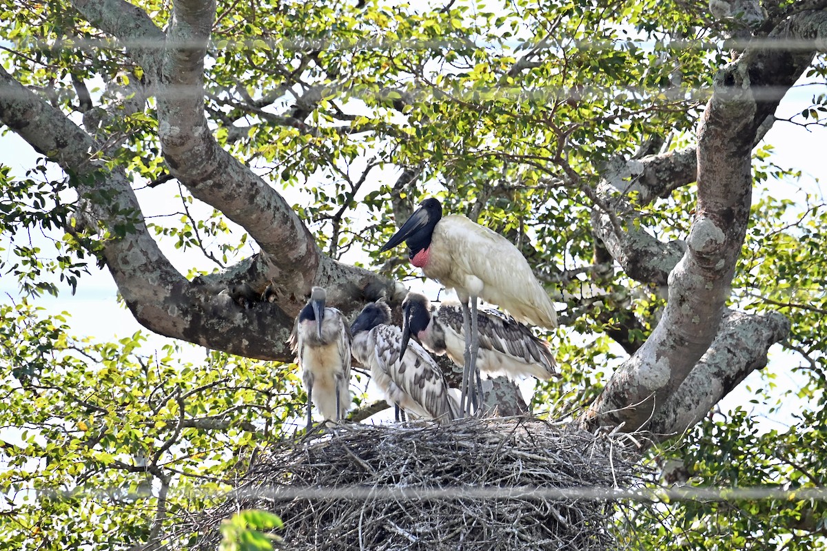 Jabiru - ML647047478