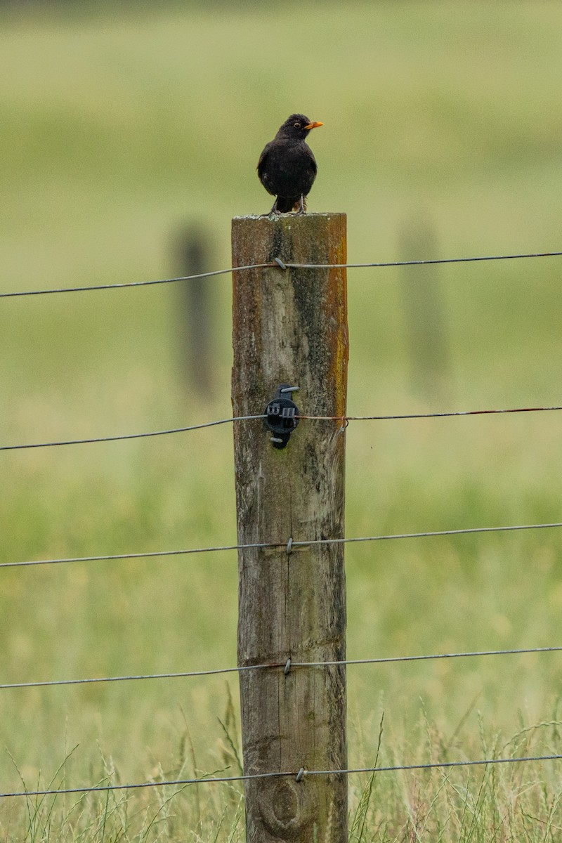 Eurasian Blackbird - ML647047485