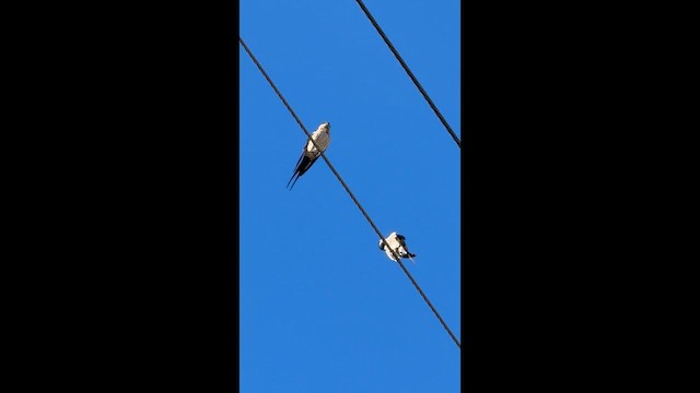 Eastern Red-rumped Swallow - ML647047492