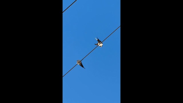 Eastern Red-rumped Swallow - ML647047493