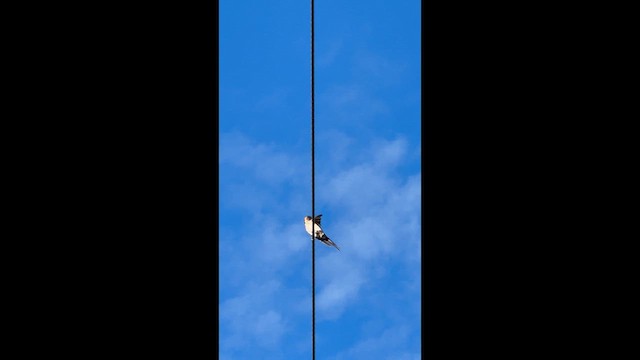 Eastern Red-rumped Swallow - ML647047495