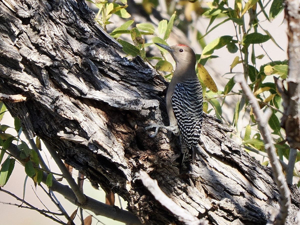 Gila Woodpecker - ML647047498