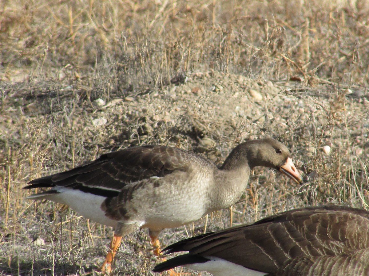 Greater White-fronted Goose - ML647047506