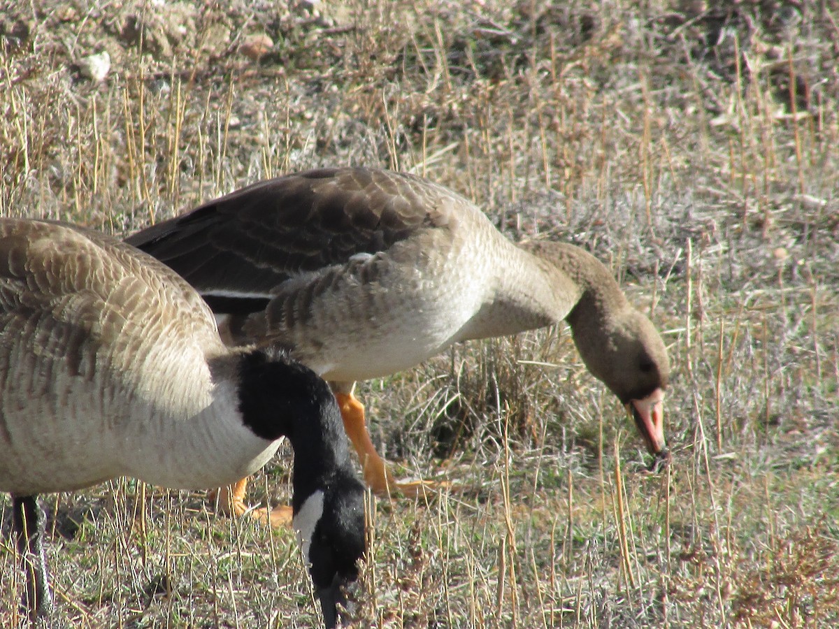 Greater White-fronted Goose - ML647047507