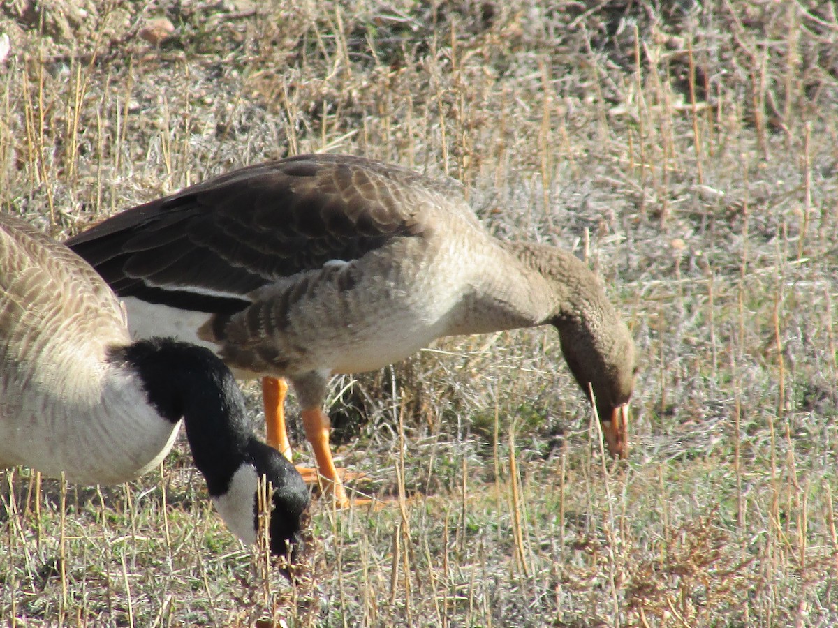 Greater White-fronted Goose - ML647047508