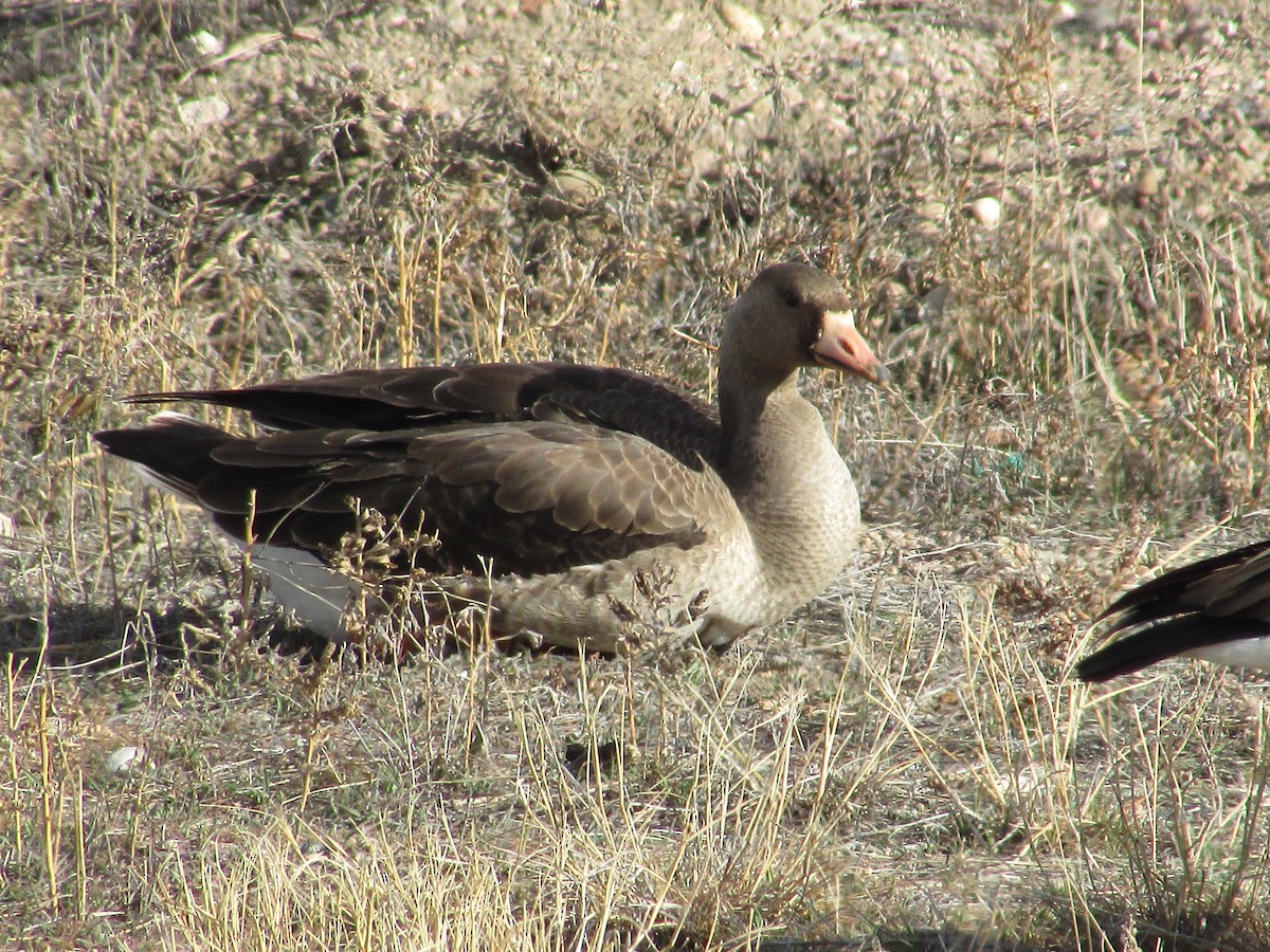 Greater White-fronted Goose - ML647047509