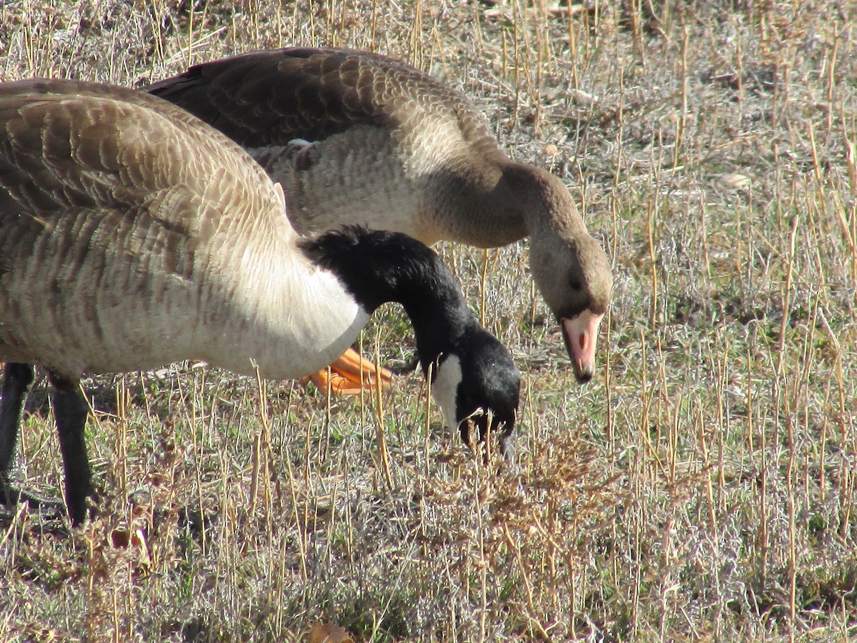 Greater White-fronted Goose - ML647047510