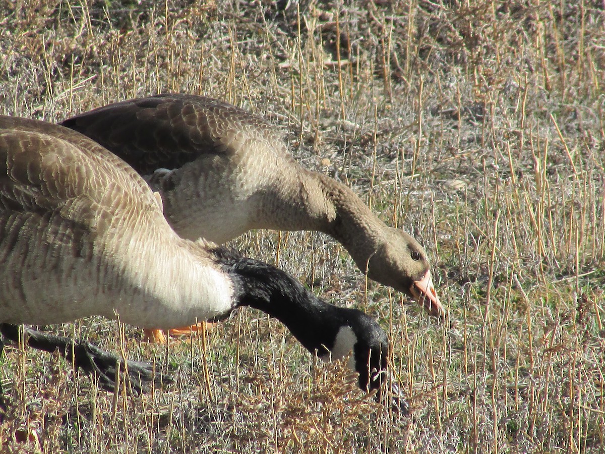 Greater White-fronted Goose - ML647047511