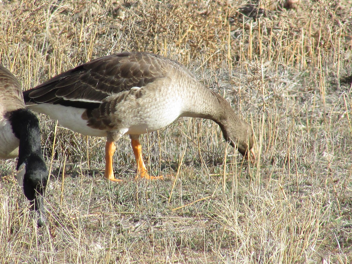 Greater White-fronted Goose - ML647047512