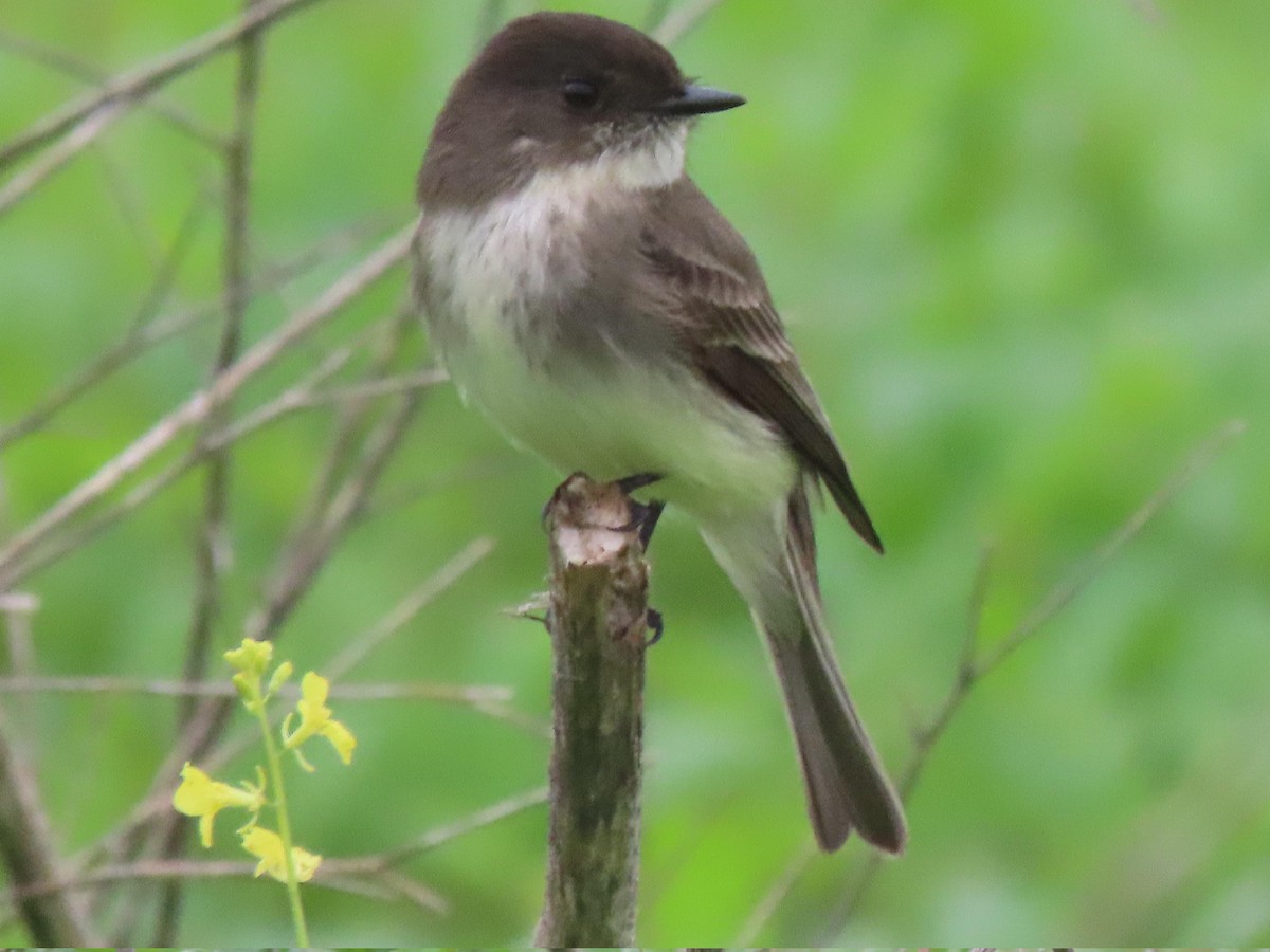 Eastern Phoebe - ML647047537