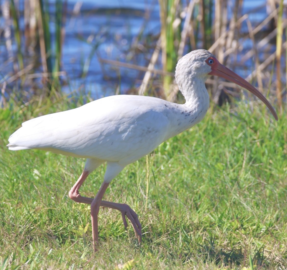White Ibis - ML647047538