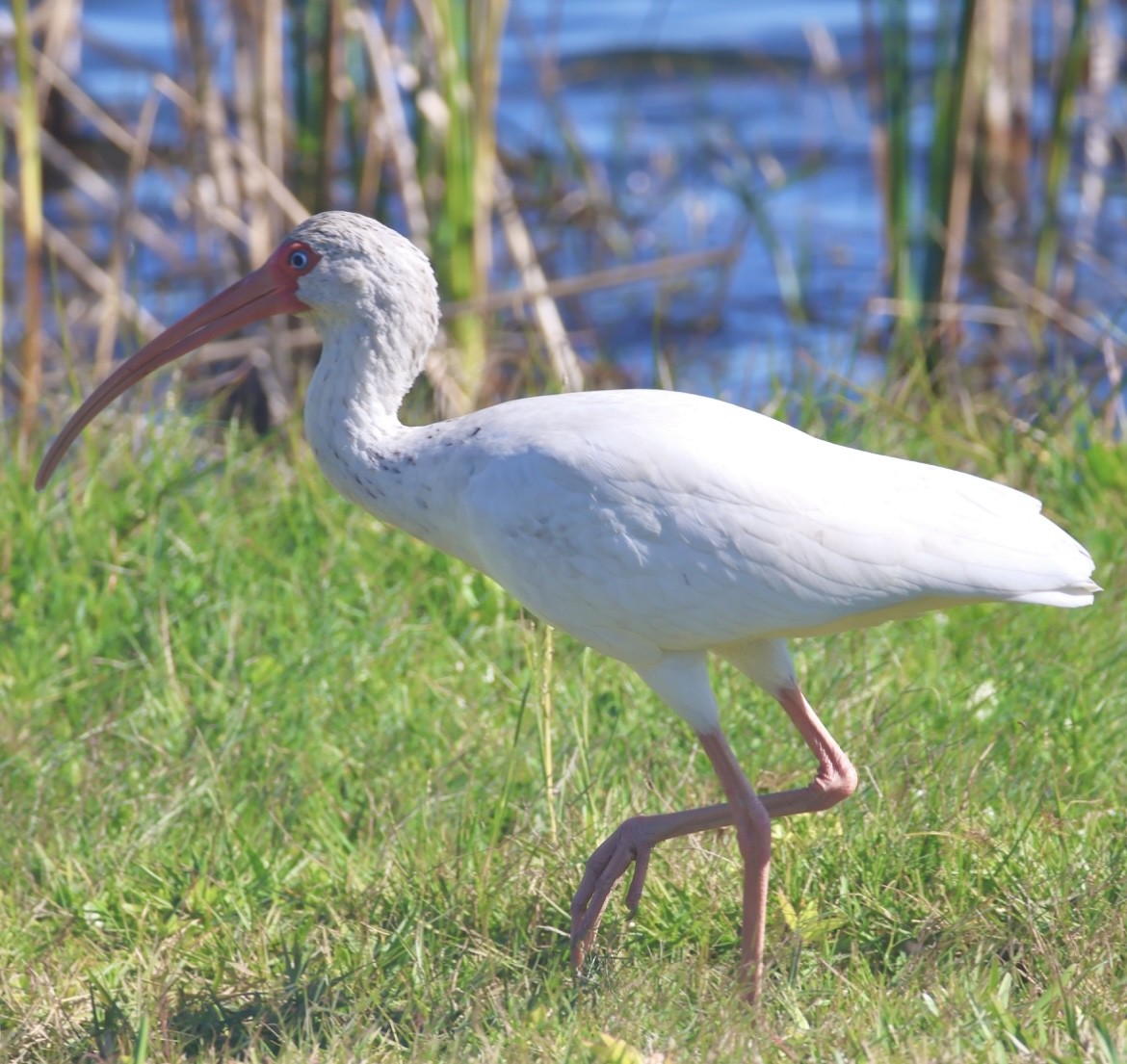 White Ibis - ML647047539