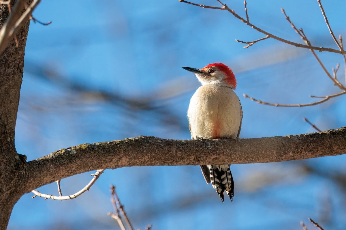 Red-bellied Woodpecker - ML647047558