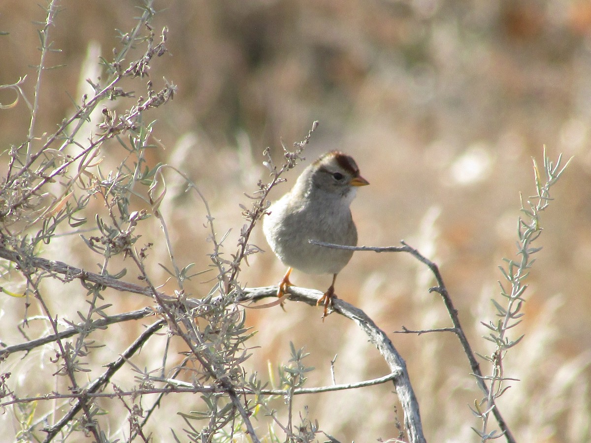 White-crowned Sparrow - ML647047561
