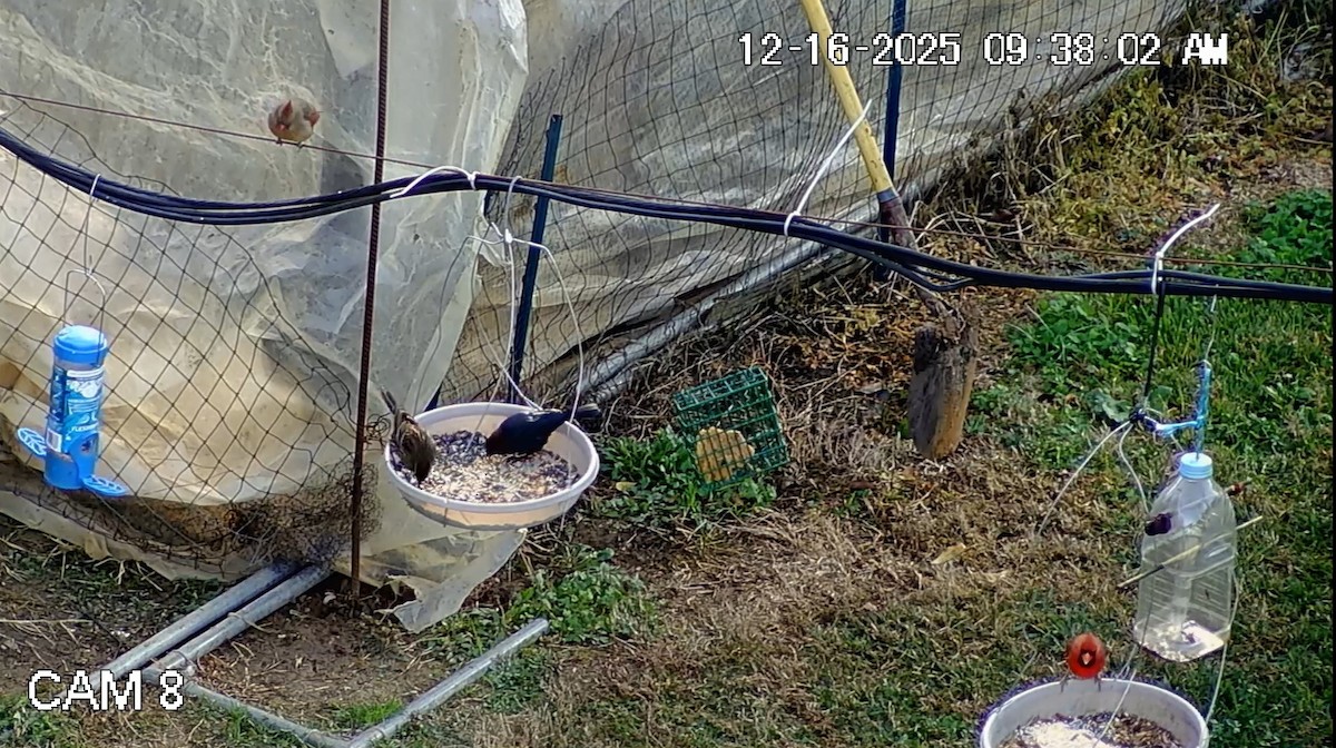 Braunkopf-Kuhstärling - ML647047564