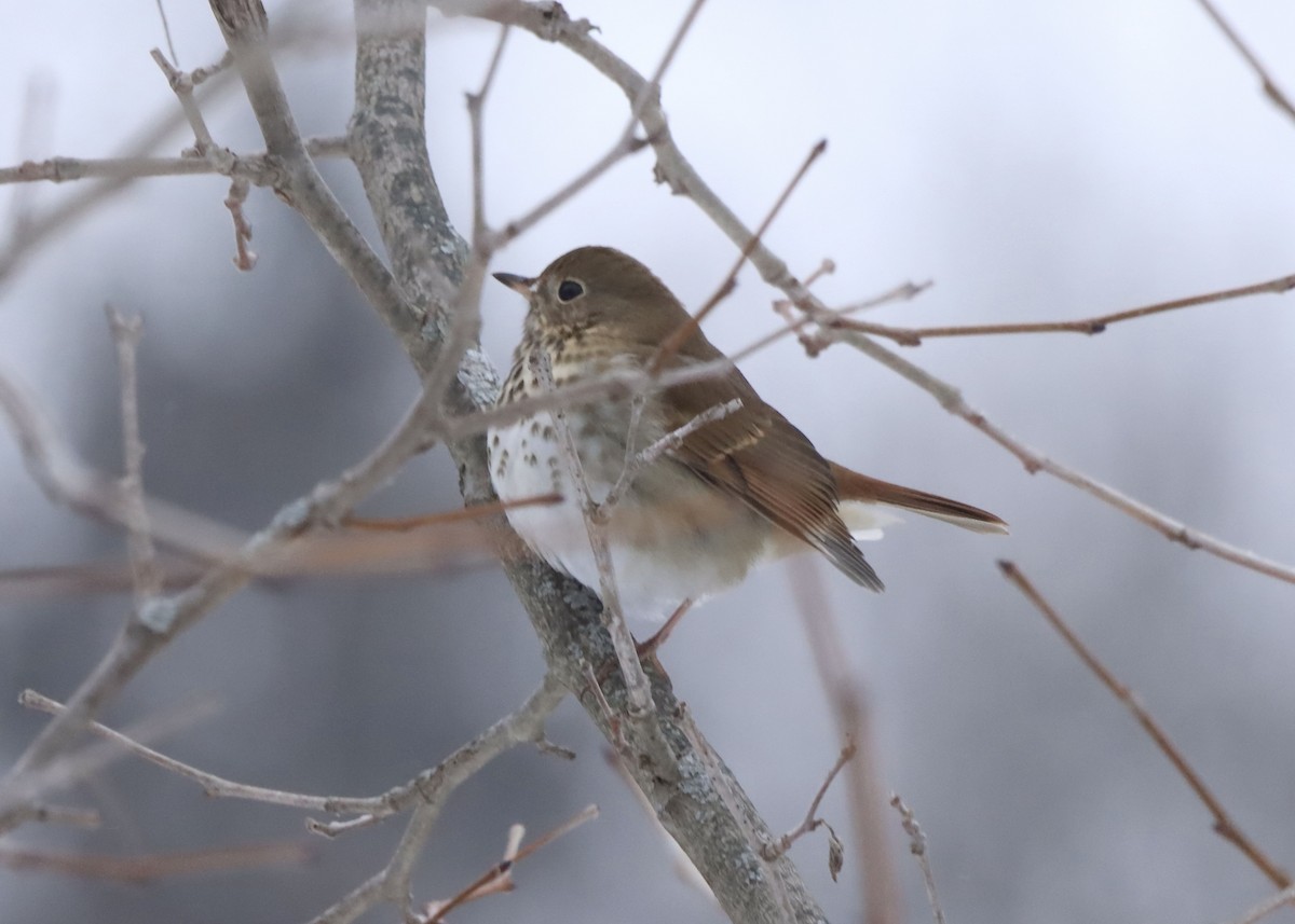 Zorzalito Colirrufo - ML647047565