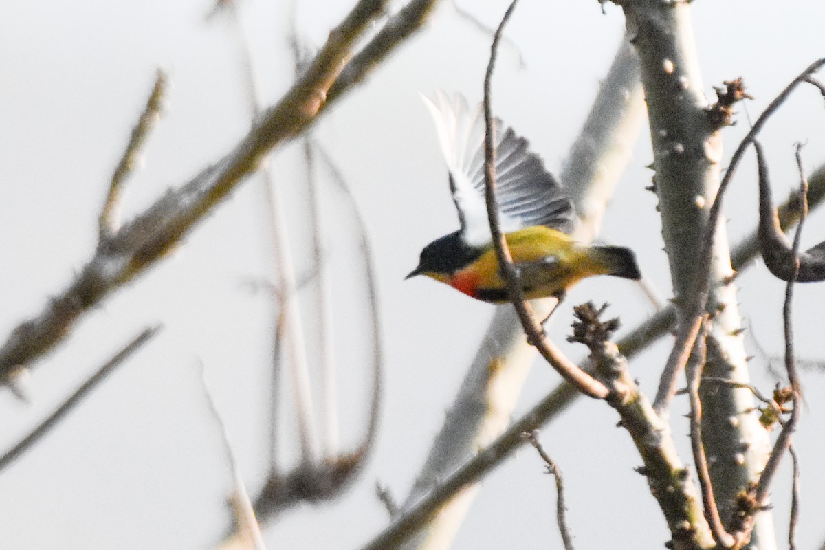 Fire-breasted Flowerpecker - ML647047568