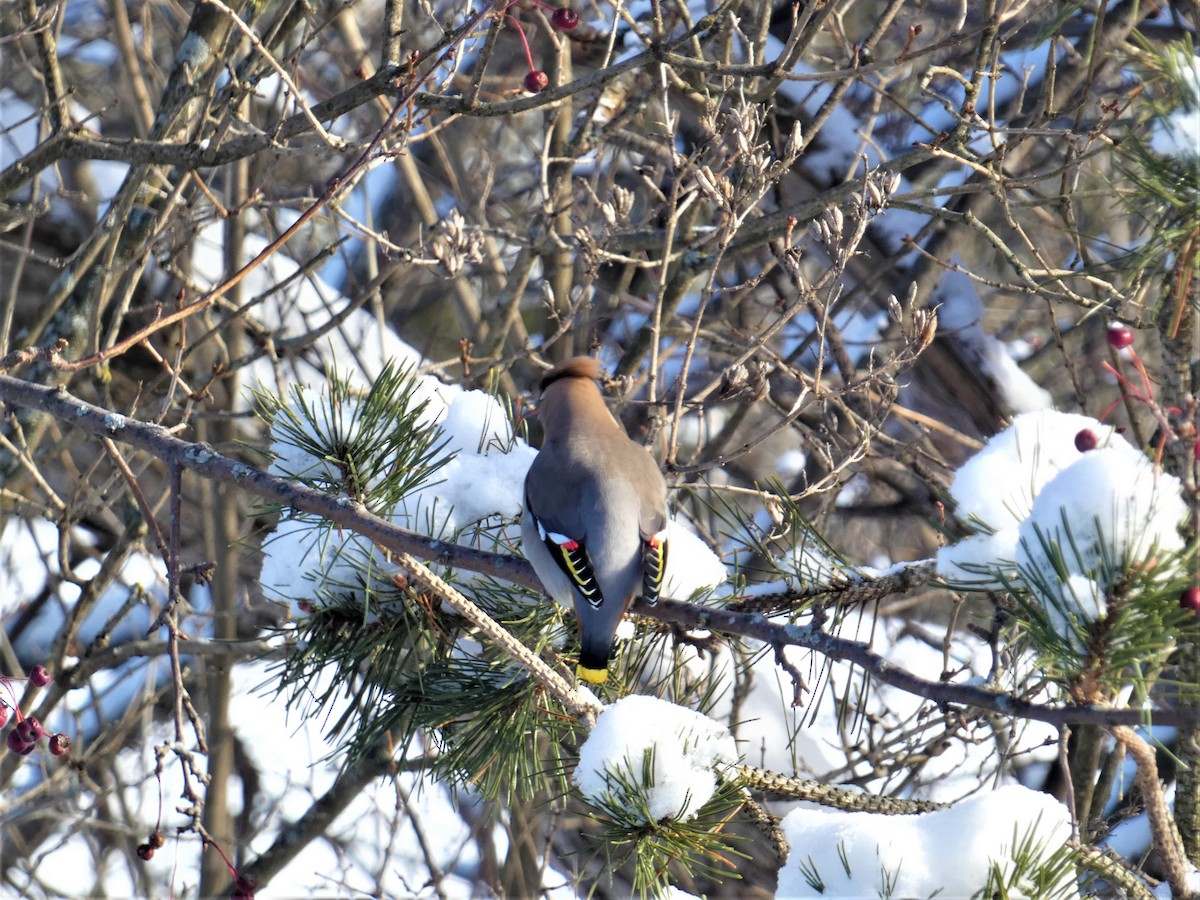 Bohemian Waxwing - ML647047580