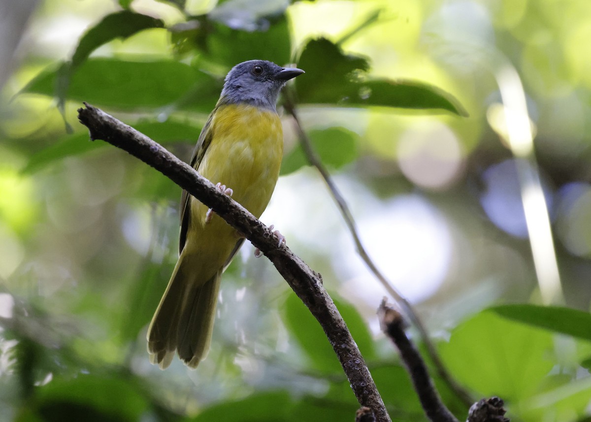 gråhodetanagar - ML647047582