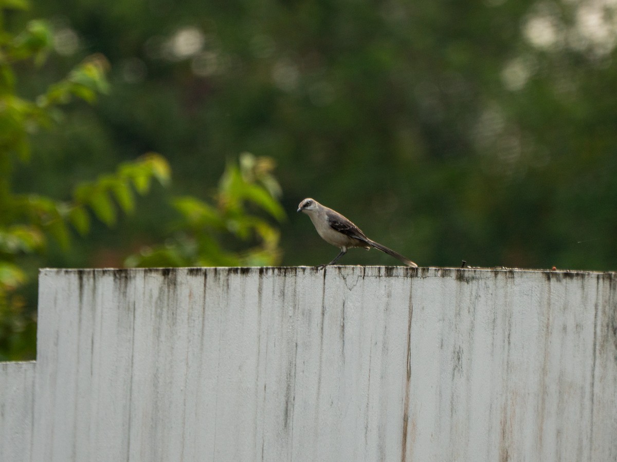 Tropikal Taklitçi - ML647047586