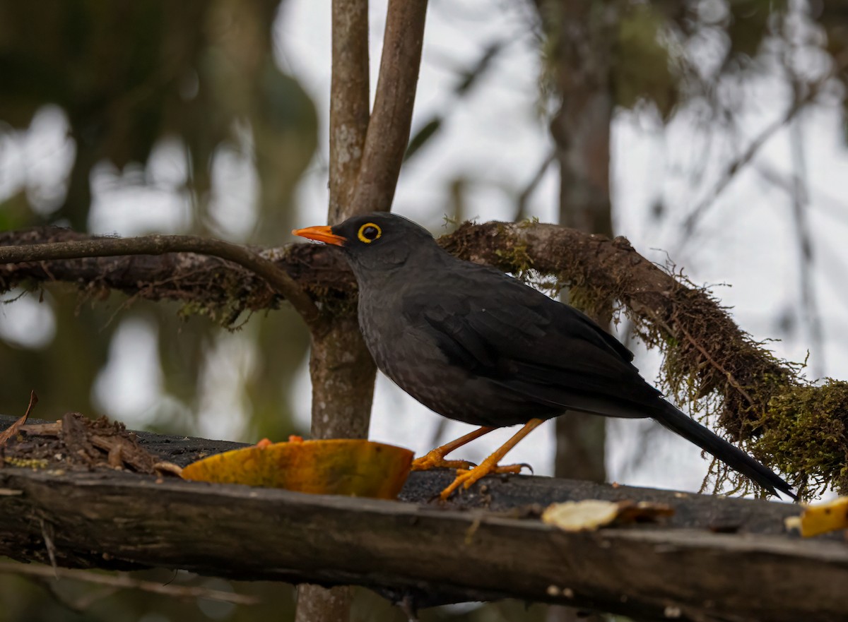 Great Thrush - ML647047587