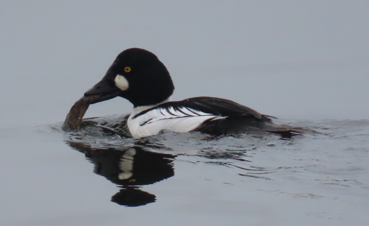 Common Goldeneye - ML647047588