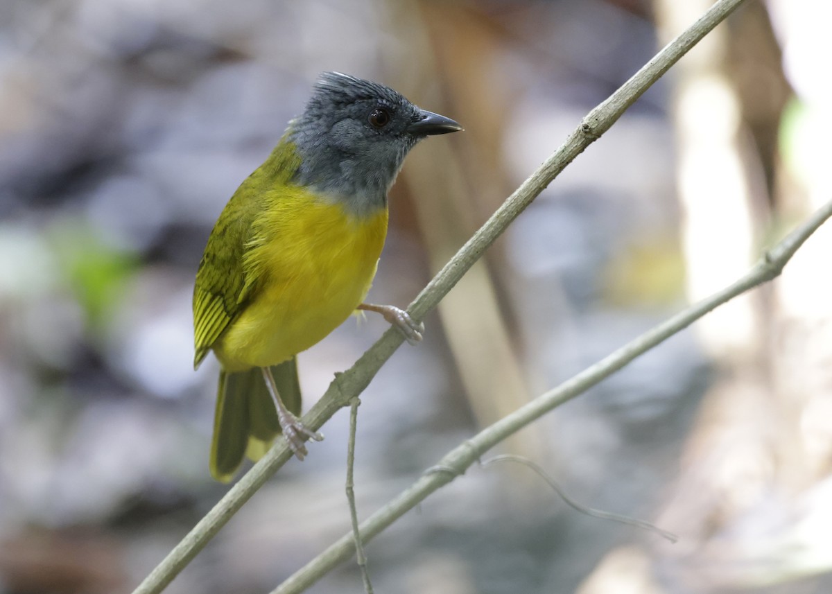 gråhodetanagar - ML647047597