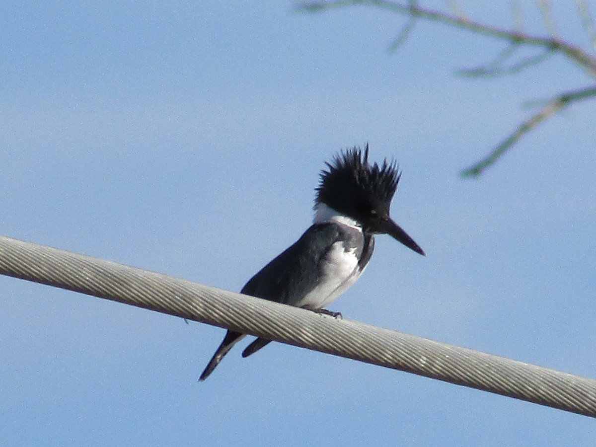 Belted Kingfisher - ML647047599