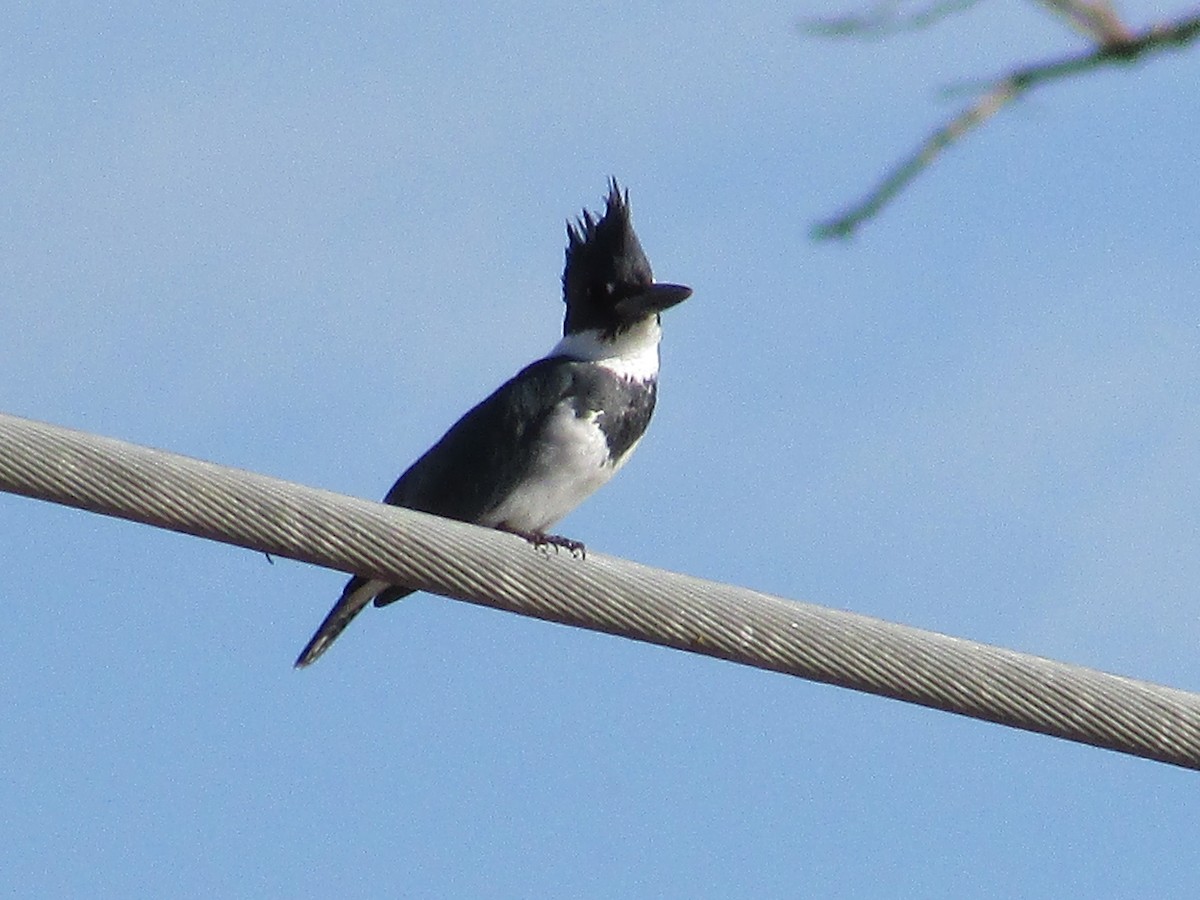 Belted Kingfisher - ML647047600