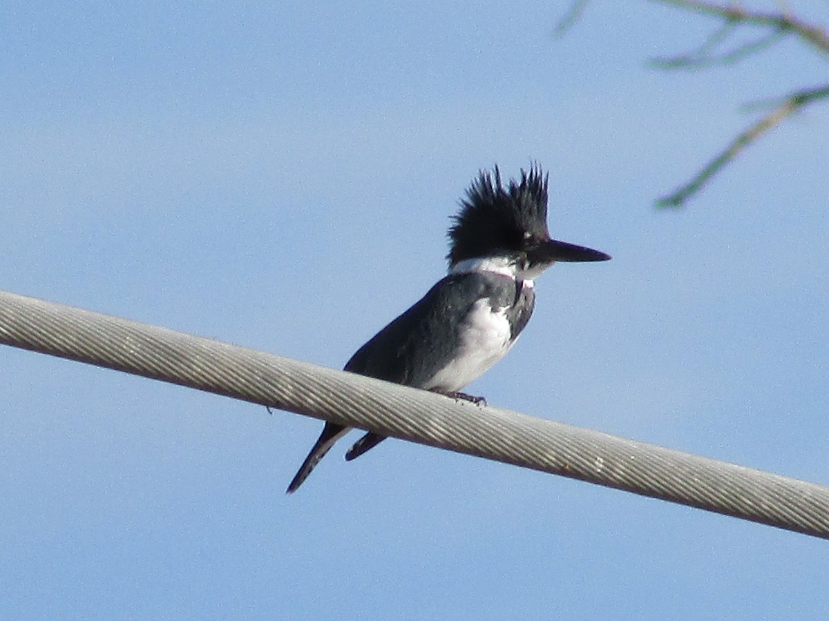 Belted Kingfisher - ML647047601