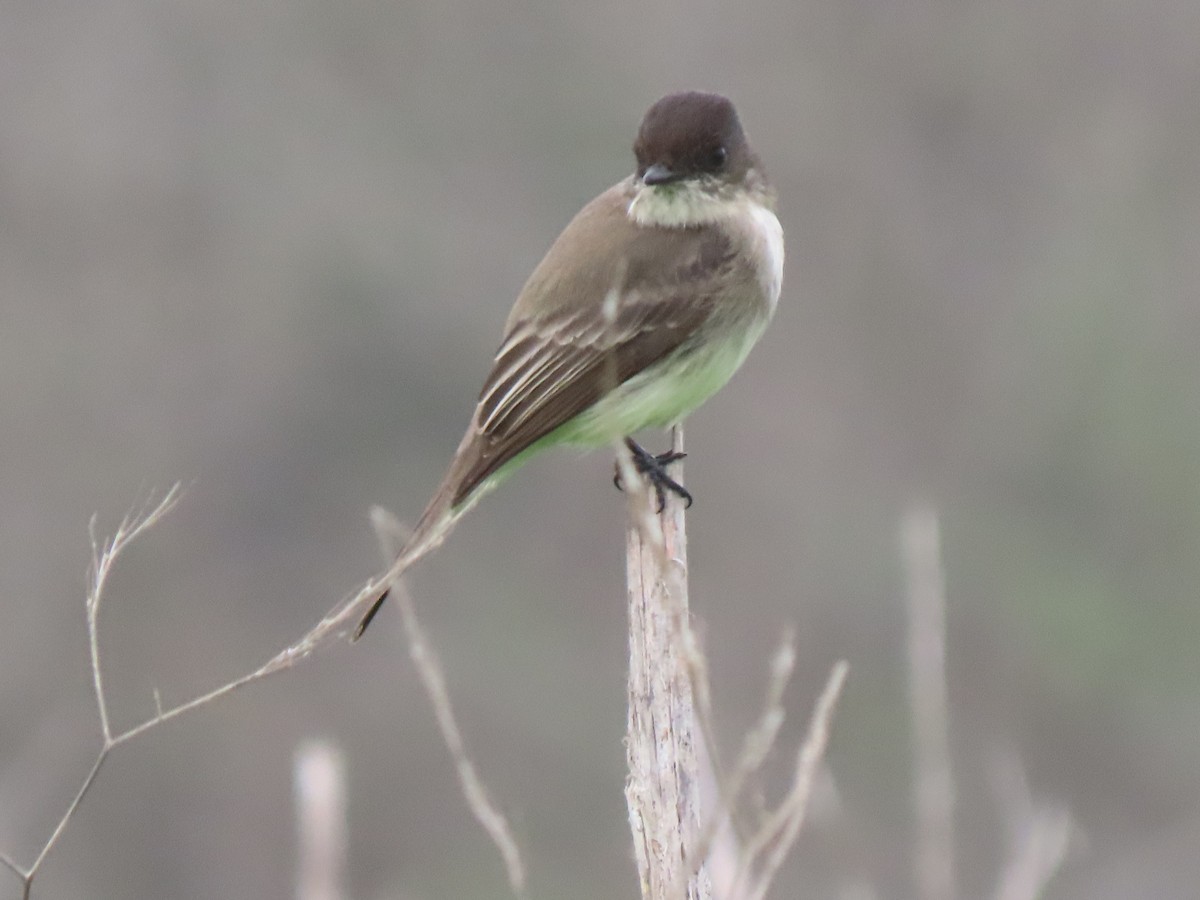 Eastern Phoebe - ML647047604