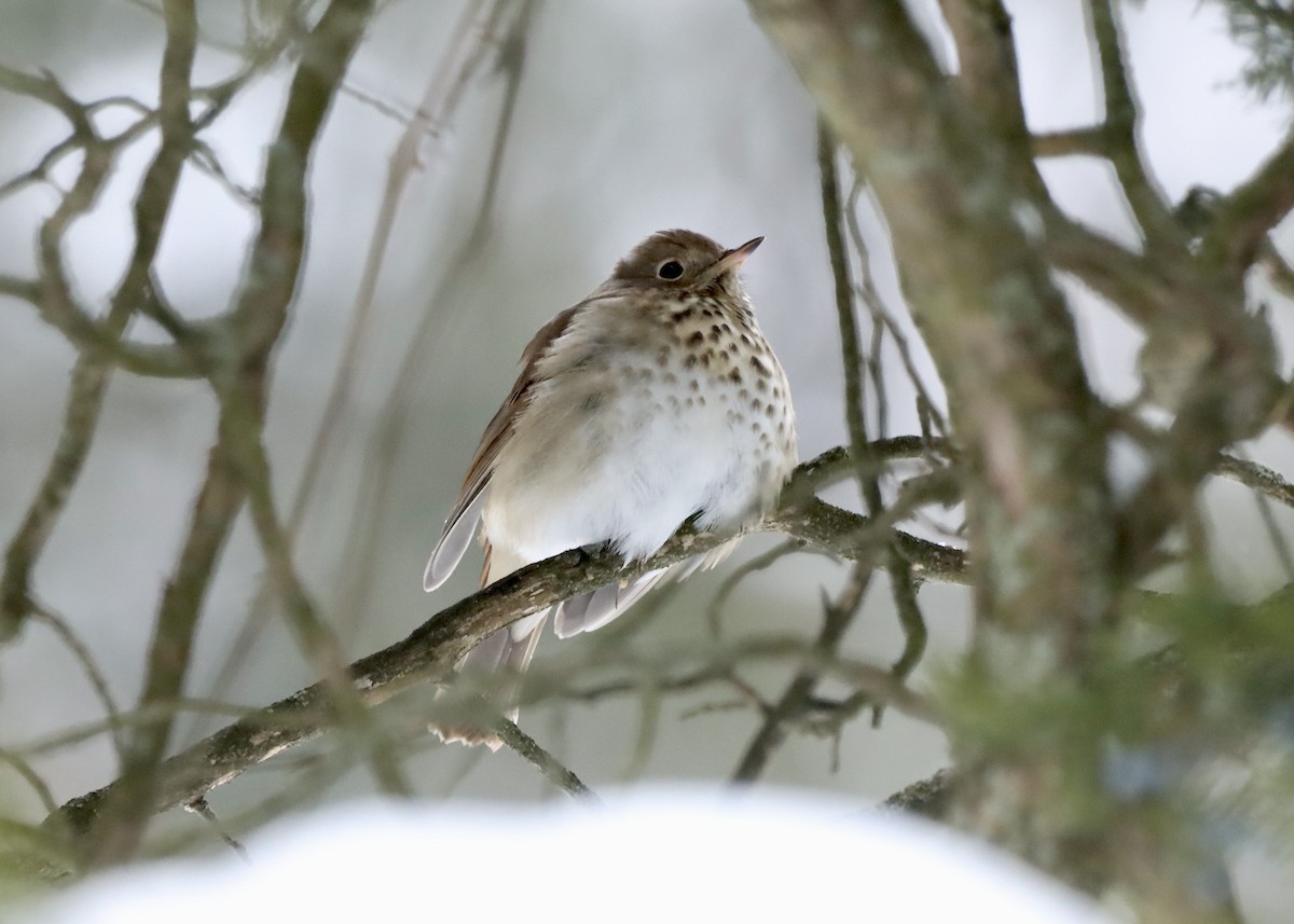 Zorzalito Colirrufo - ML647047605