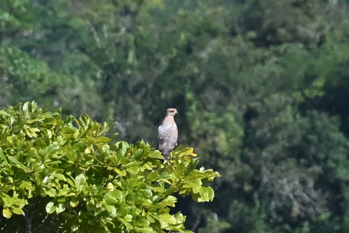 Savanna Hawk - ML647047606