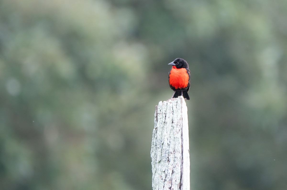 Red-breasted Meadowlark - ML647047607