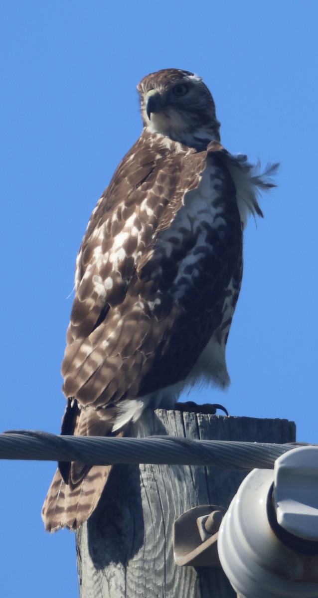 Red-tailed Hawk - ML647047610