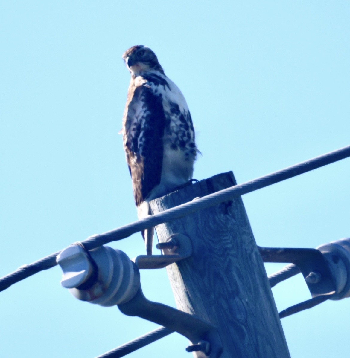 Red-tailed Hawk - ML647047611