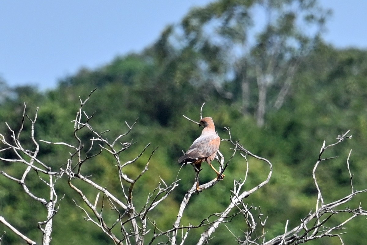 Savanna Hawk - ML647047612