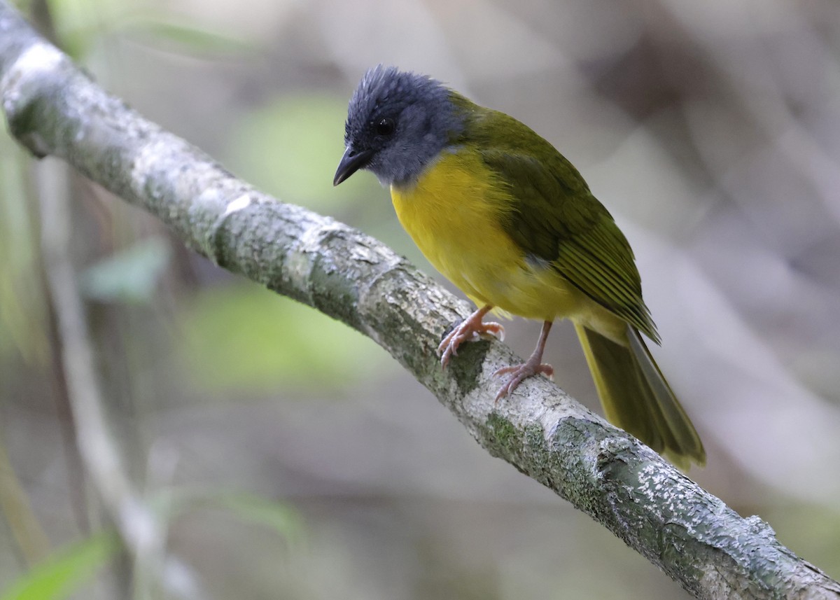 gråhodetanagar - ML647047613