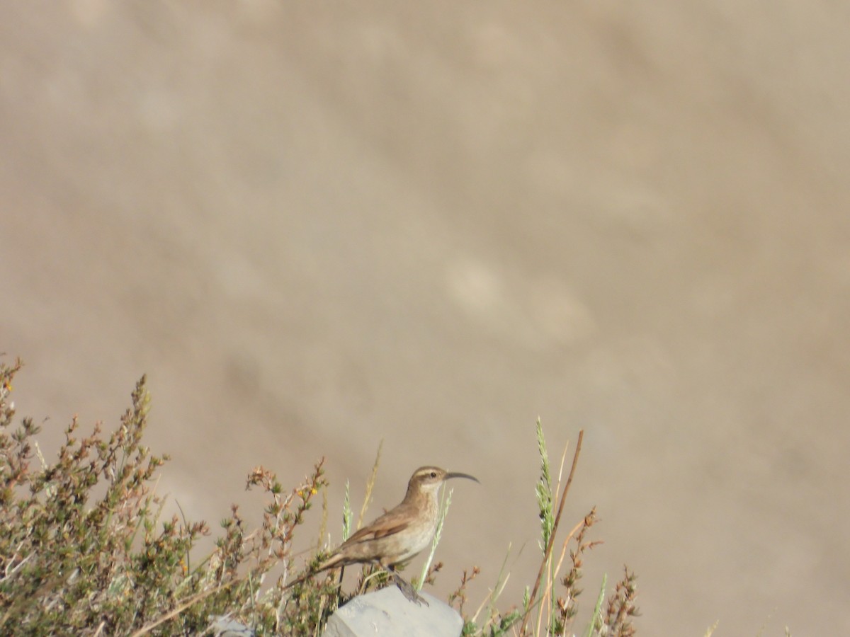 Scale-throated Earthcreeper - ML647047625