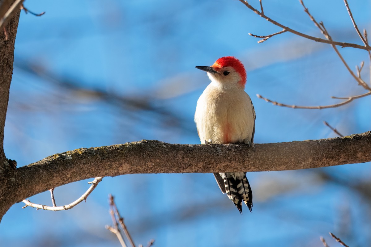 Red-bellied Woodpecker - ML647047627