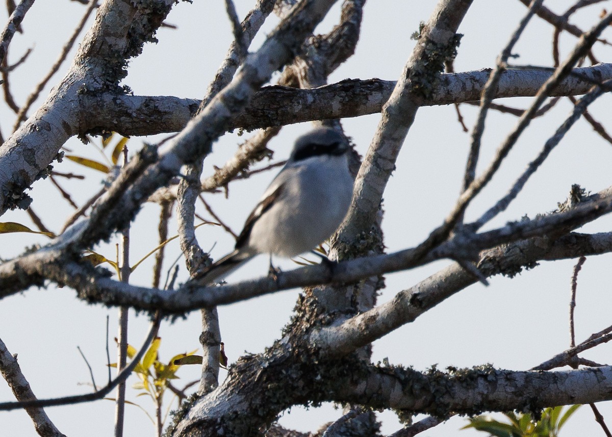 Loggerhead Shrike - ML647047638