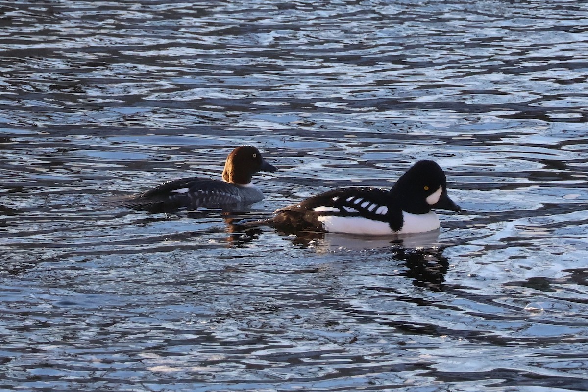 キタホオジロガモ - ML647047643