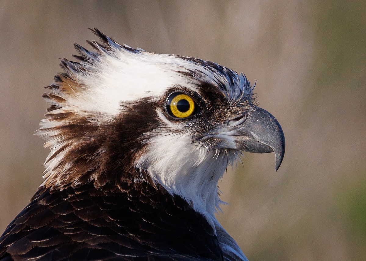 Osprey - ML647047645