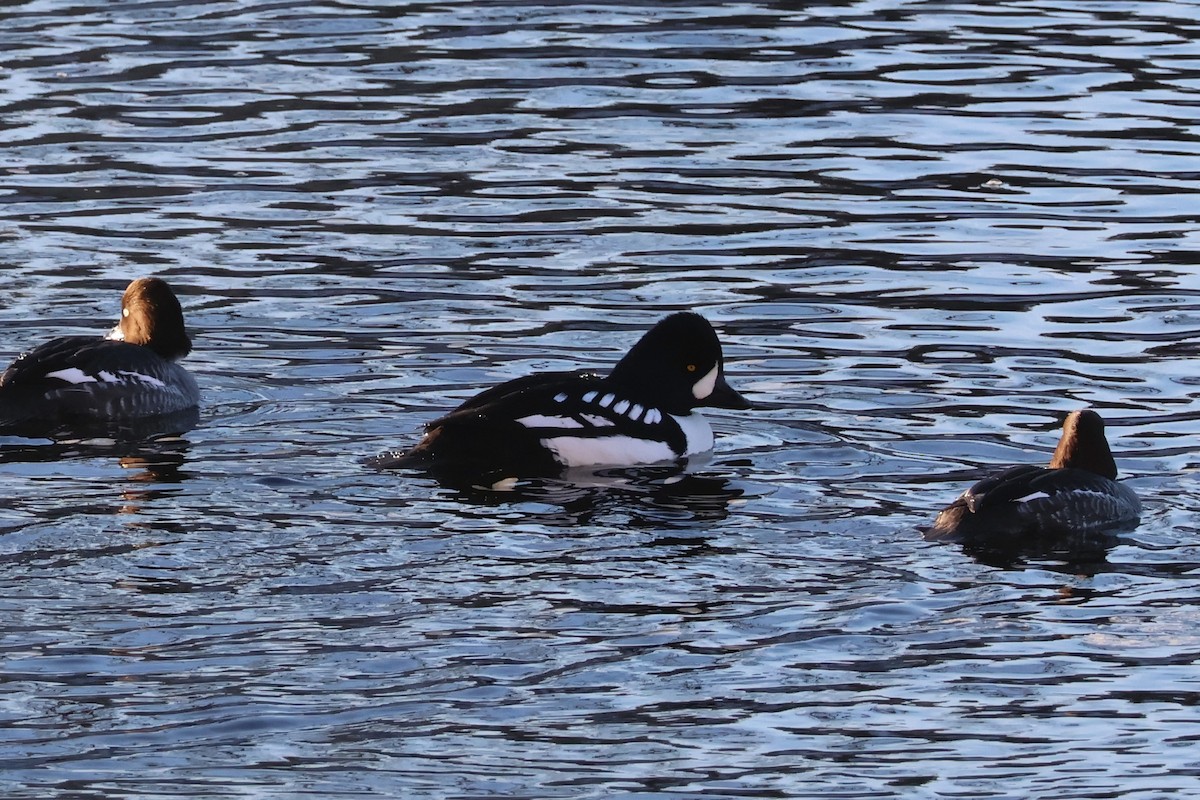 キタホオジロガモ - ML647047646