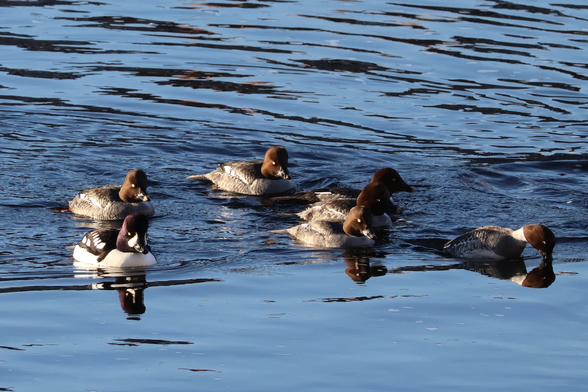 キタホオジロガモ - ML647047647