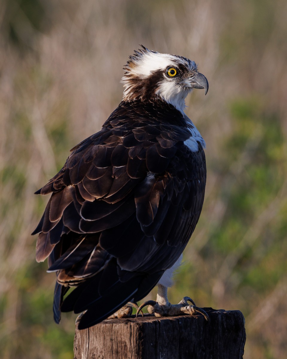 Osprey - ML647047648