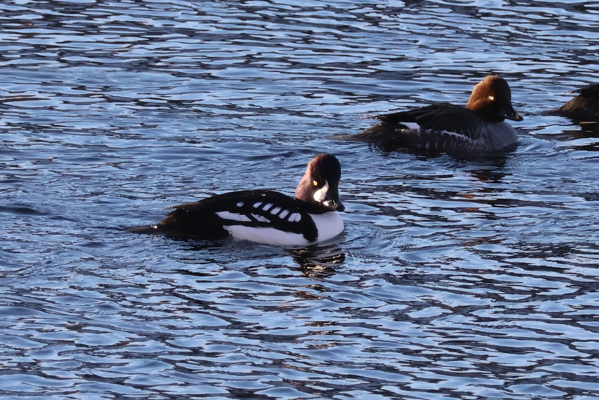 キタホオジロガモ - ML647047653