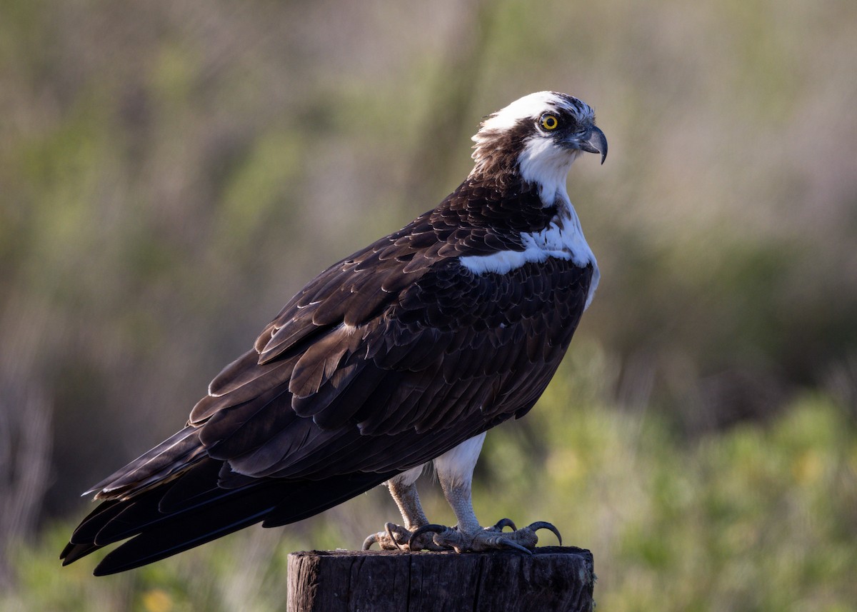 Osprey - ML647047657