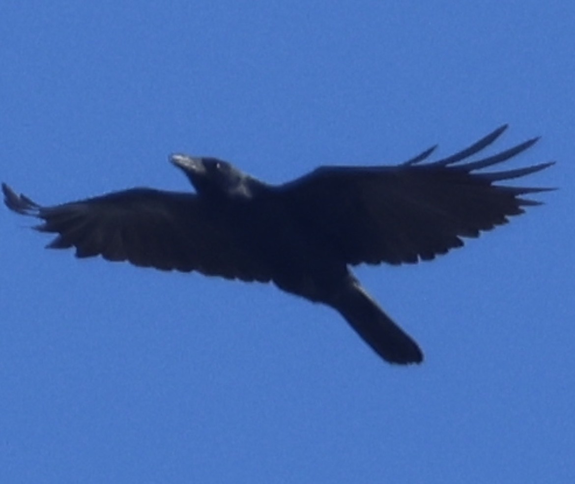 Balıkçı Karga - ML647047658