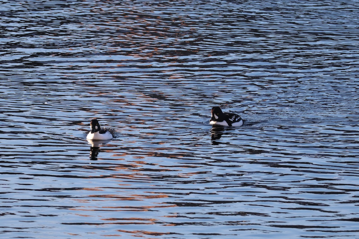 キタホオジロガモ - ML647047660